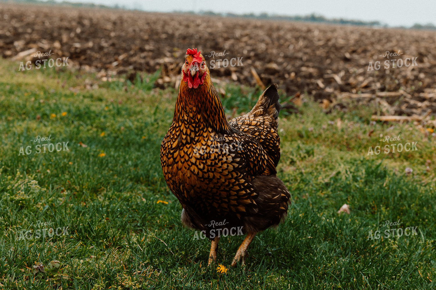 Pullet Laying Chicken 104067