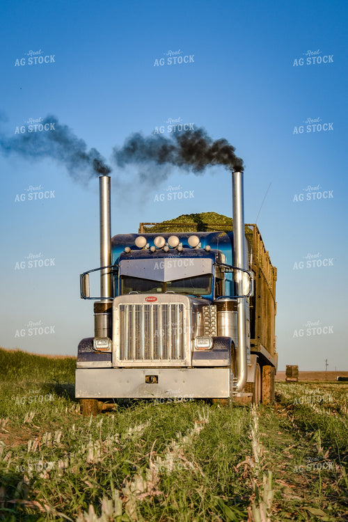 Silage Harvest 56245