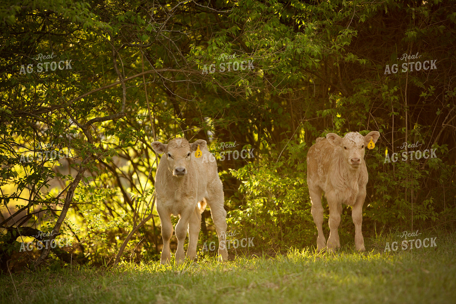 Calf - Charolais and Angus Cross 17