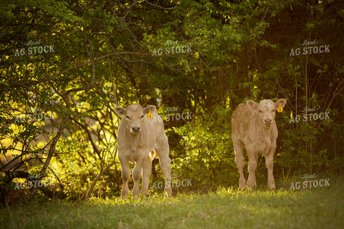 Calf - Charolais and Angus Cross 17