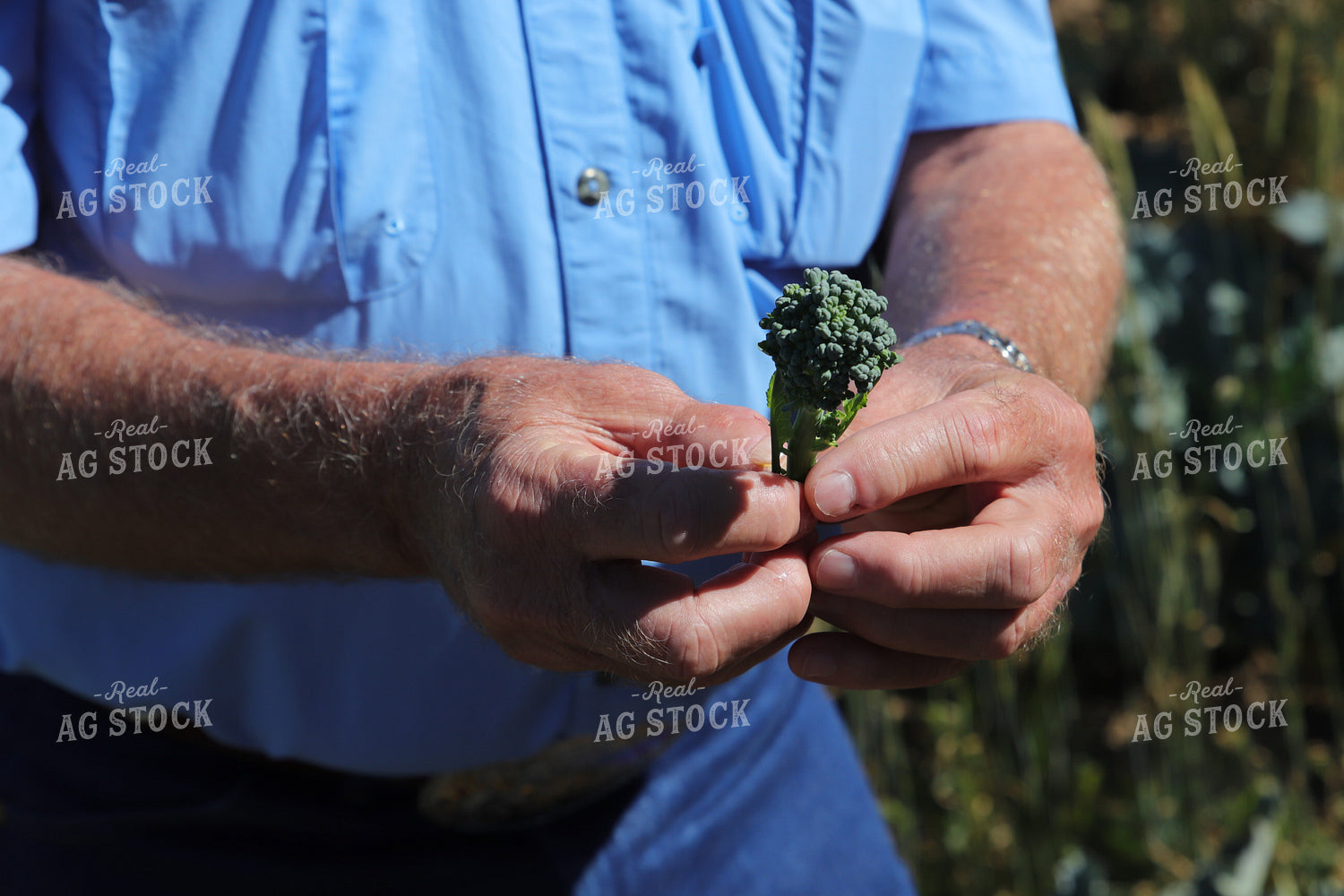 Farmer Checking Brocollini 102108