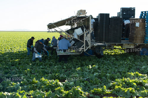 Farmers in Lettuce Field 105053