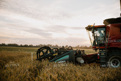 Rice Harvest 125190