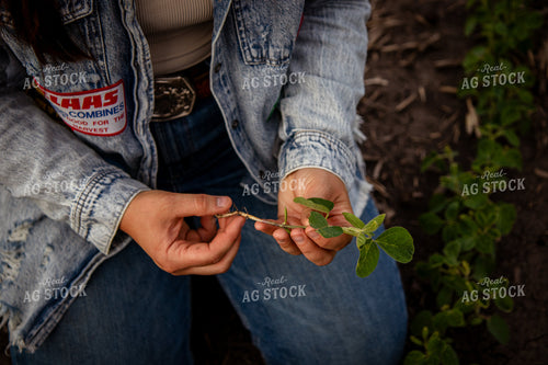 Female Farmer Checking Soybeans 67787