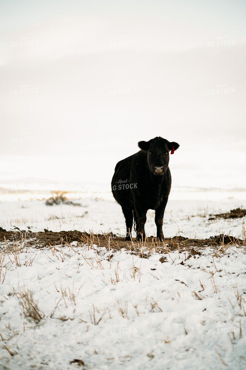 Cow in Snowy Pasture 54033