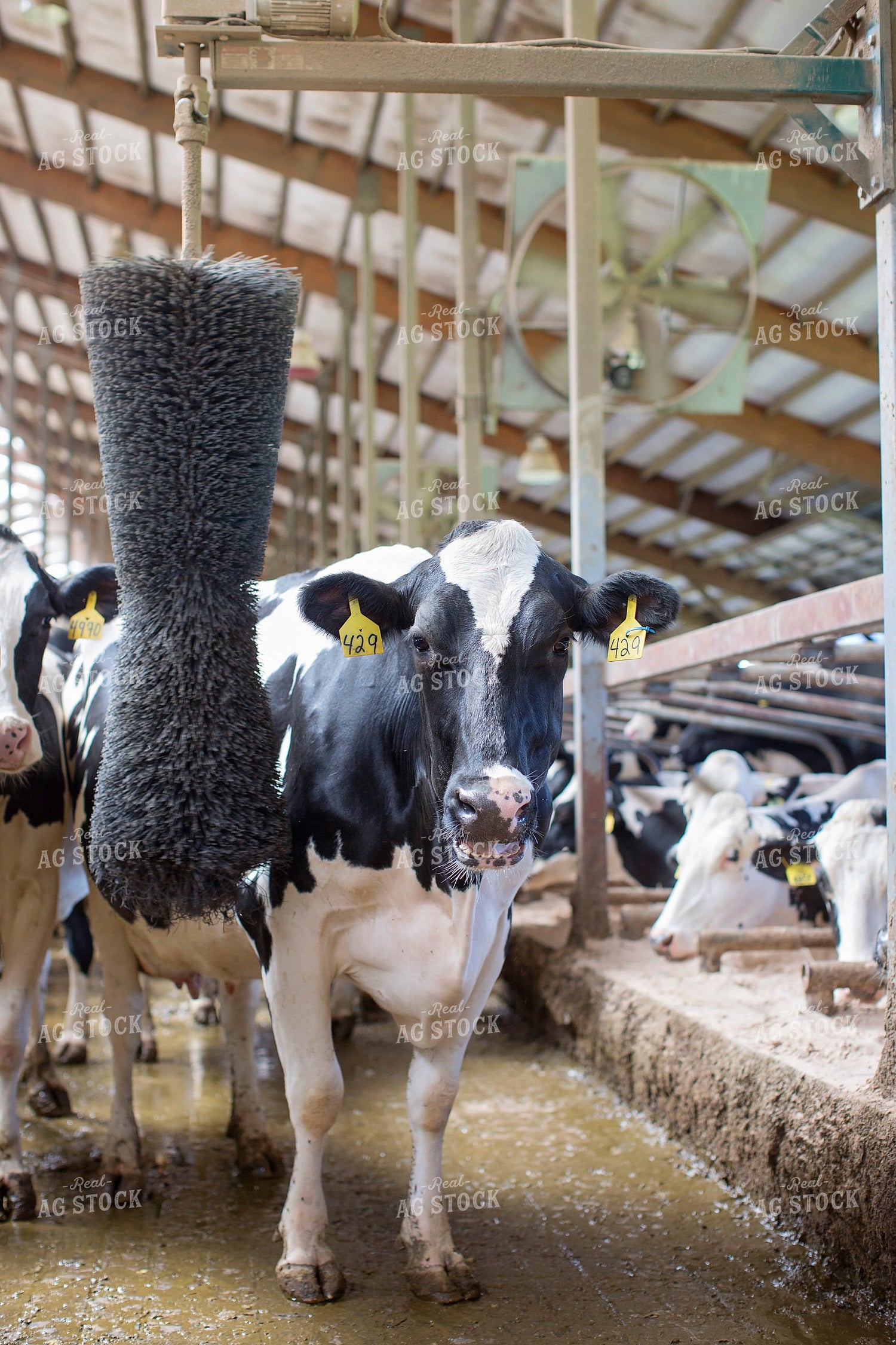 Dairy Cow and Swinging Cow Brush 55311