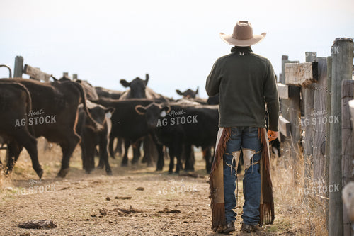 Moving Cattle 275014