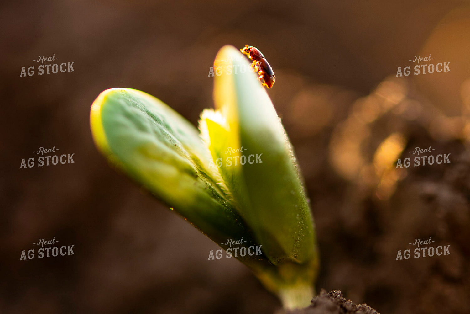 Bug Crawls on Plant as Soybean Emerges from Ground 136019