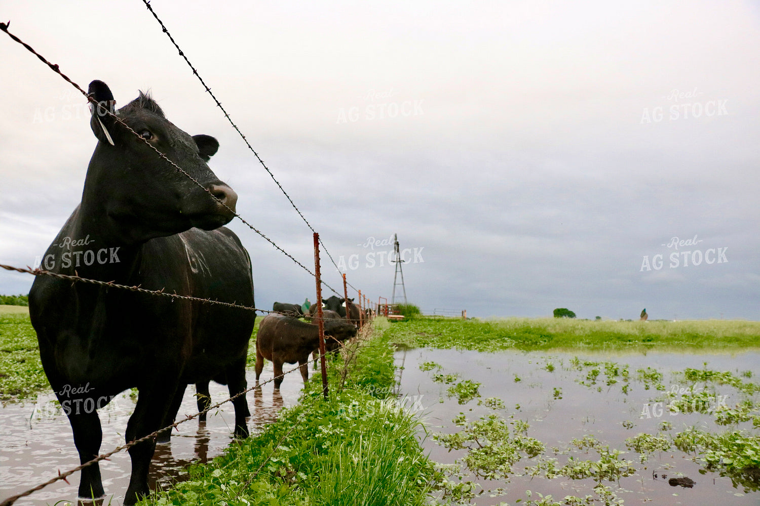 Cattle Standing in Water 299274