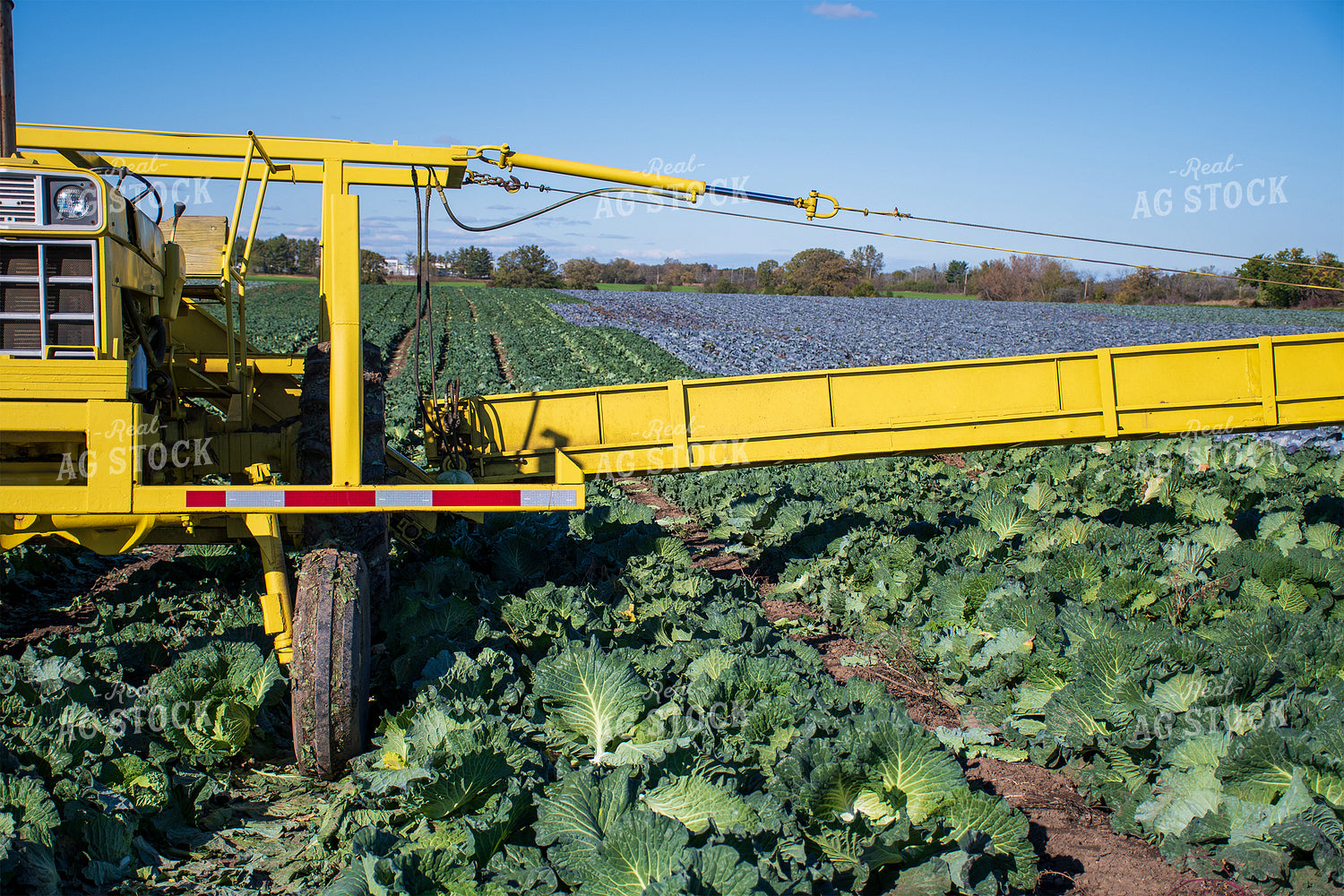 Cabbage Field 50176