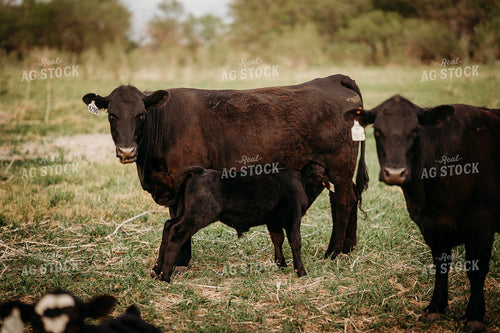 Black Angus Cow Calf Pair 196297