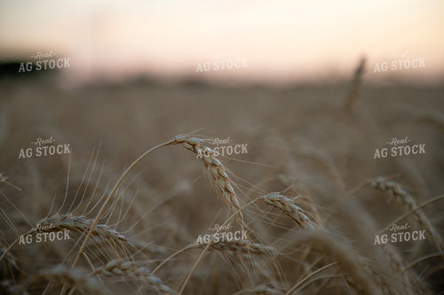 Golden Wheat Field at Sunset with Tree Silhouette 208021