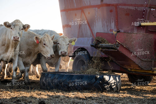 Feeding Cattle 219019