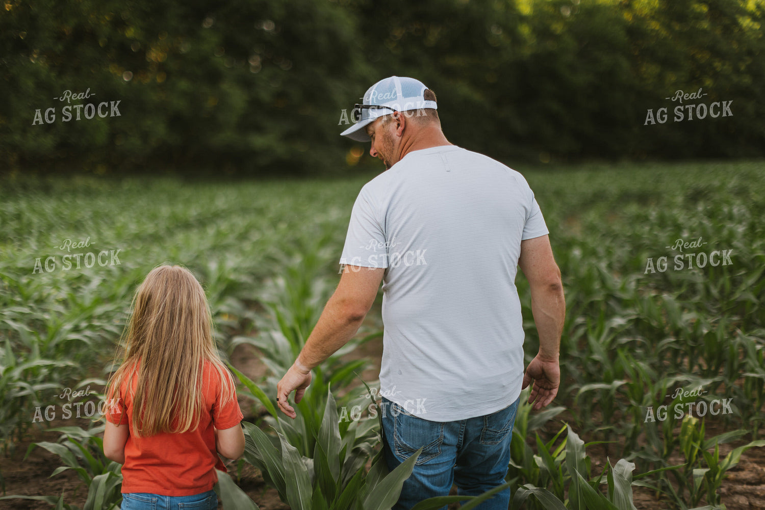 Farmer and Daugther Checking Corn 8743
