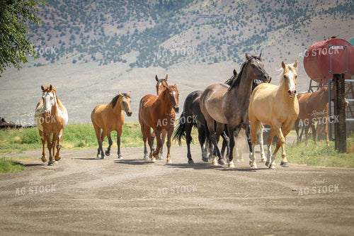 Horses Trotting 78013