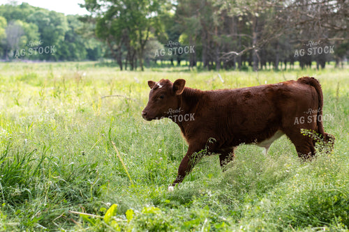 Calf in Grassy Pasture 50083
