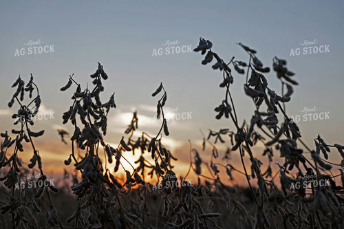 Soybean Field 129156