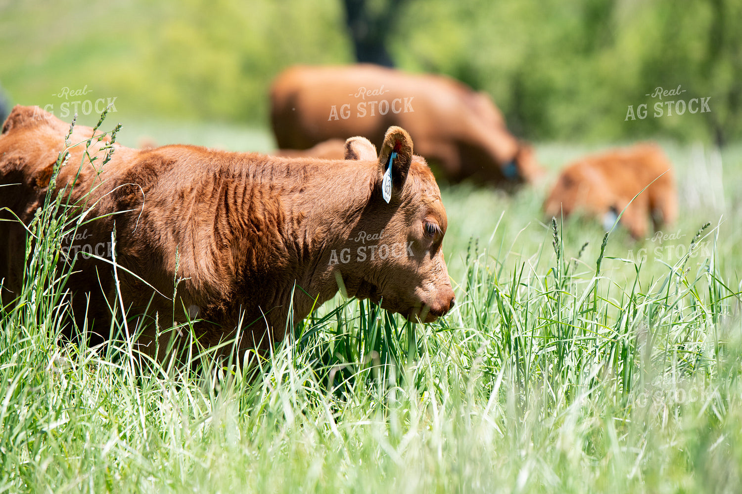 Red Angus Cow Calf Pairs on Pasture 193106