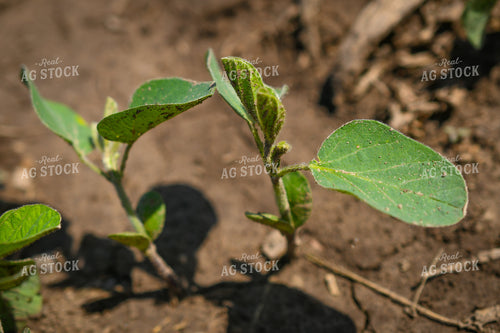 Early Growth Soybeans 191135