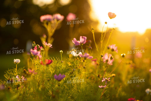 Zinnias 136244