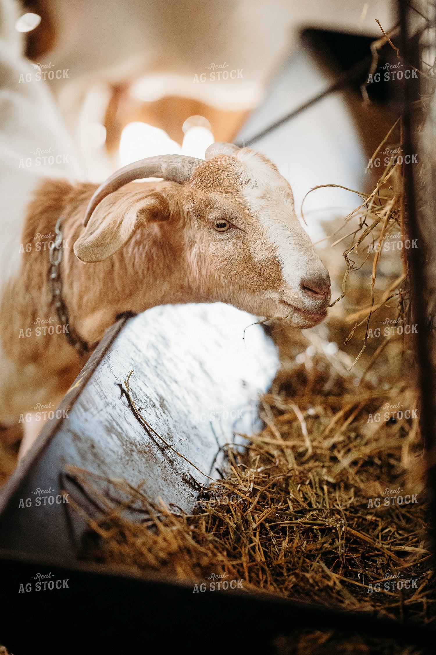 Goat 196274