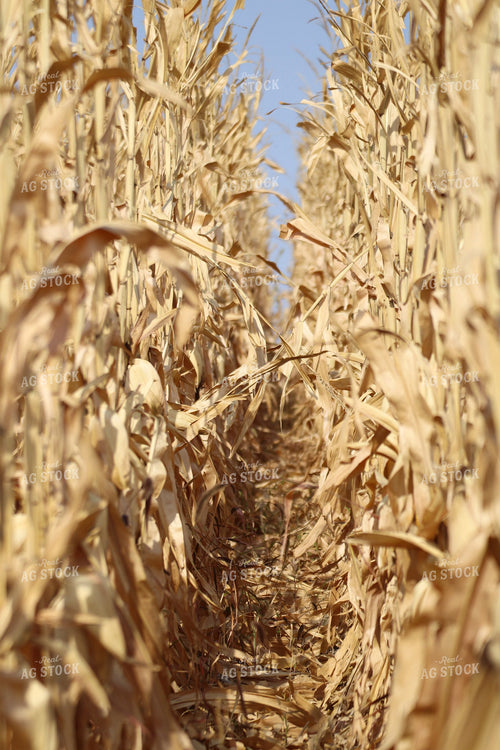 Dried Corn 82168