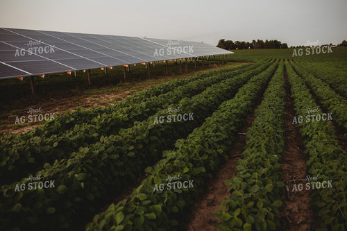 Soybean Field and Solar Panels 4613