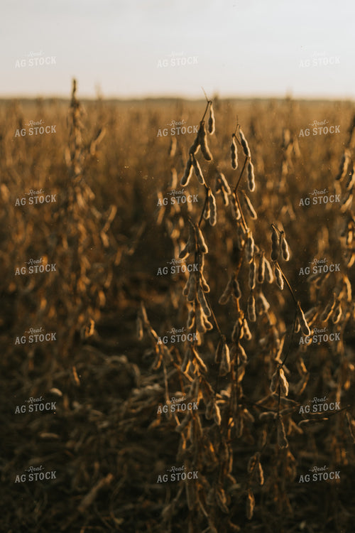 Dried Soybean Plant and Pods with Dust at Sunset 4860