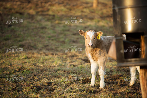 Calf - Charolais and Angus Cross 2242
