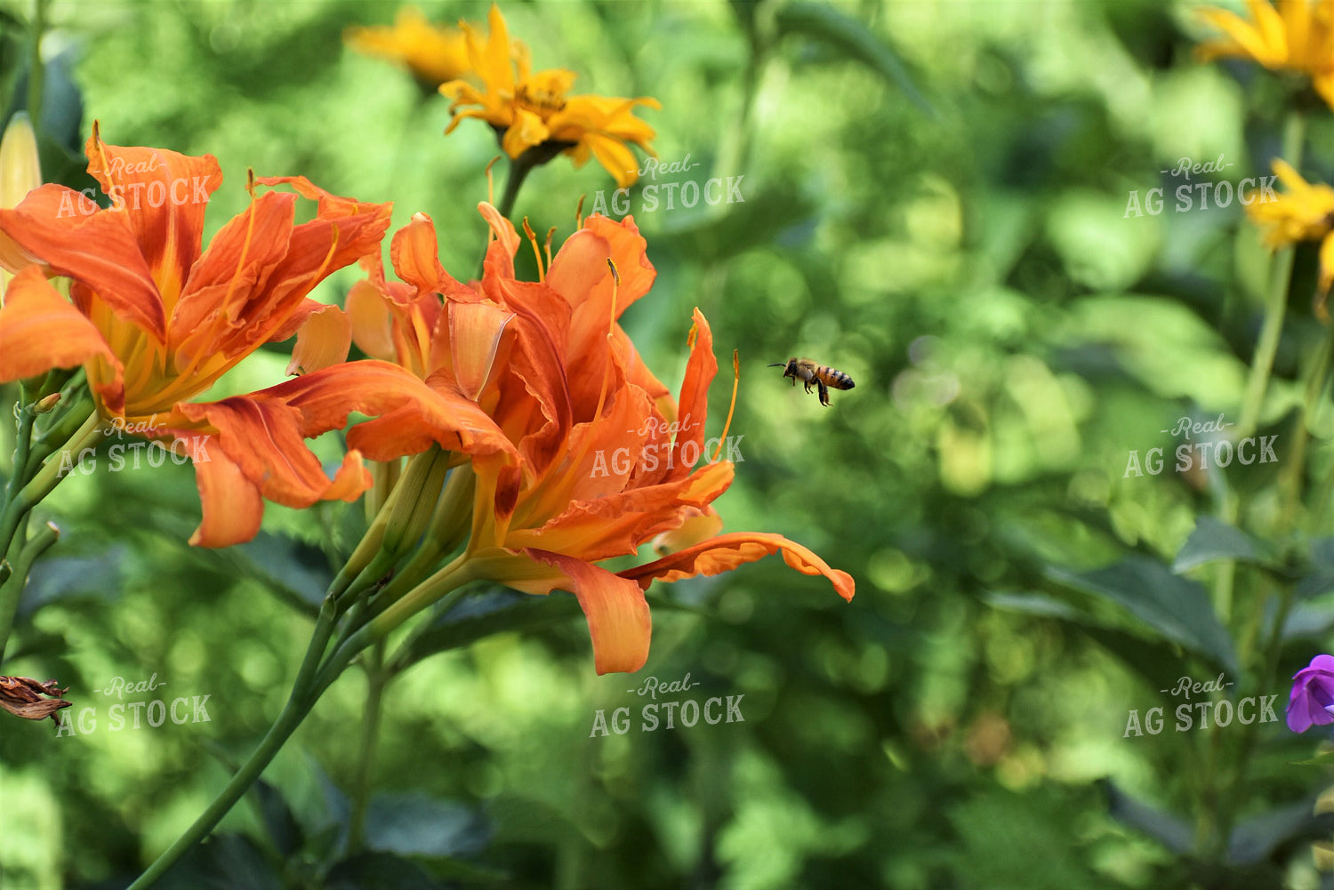 Flower with Bee 305009