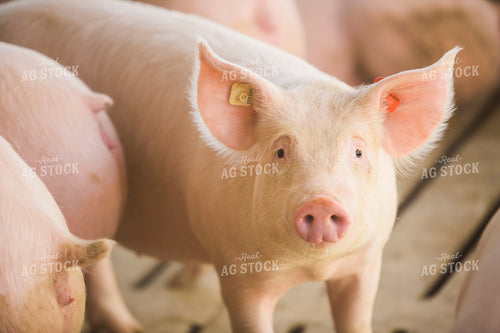 Pigs in Barn 3872