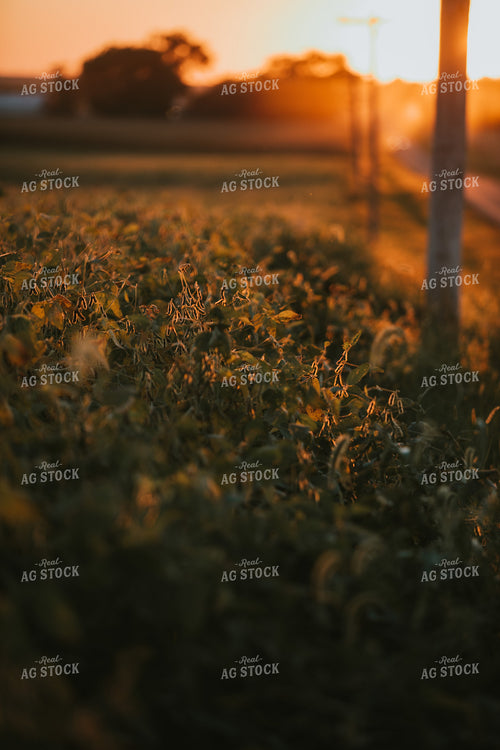 Golden Hour Soybean Plants and Pods 4760
