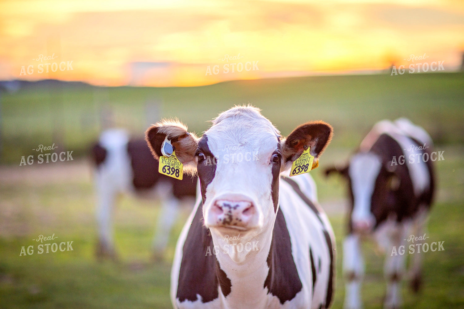 Dairy Cattle on Pasture 55404