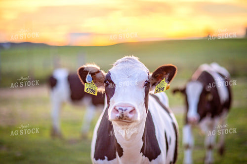 Dairy Cattle on Pasture 55404
