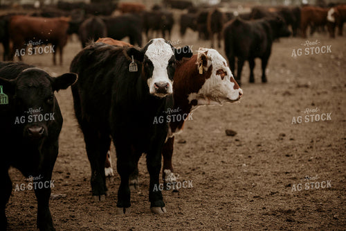 Feedyard 3112