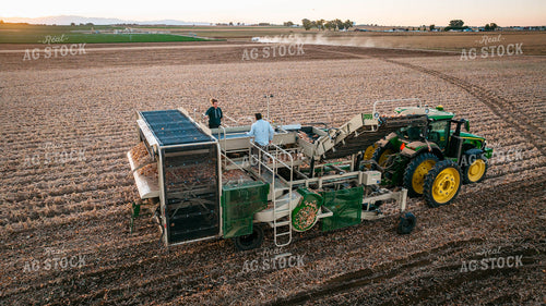 Onion Harvest 56720