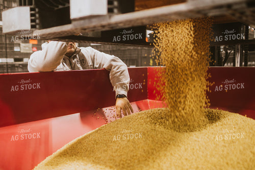 Man Emptying Soybean Seed Bulk Bin 5361
