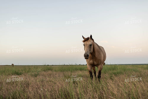 Horse on Pasture 59114