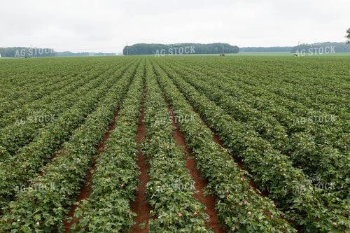 Cotton Field 79367
