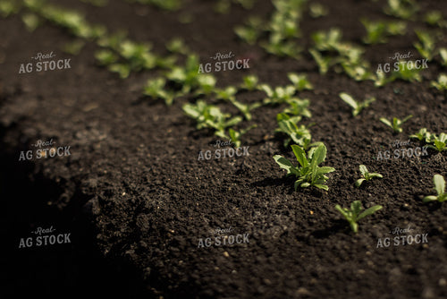 Spring Mix Lettuce Field 7331