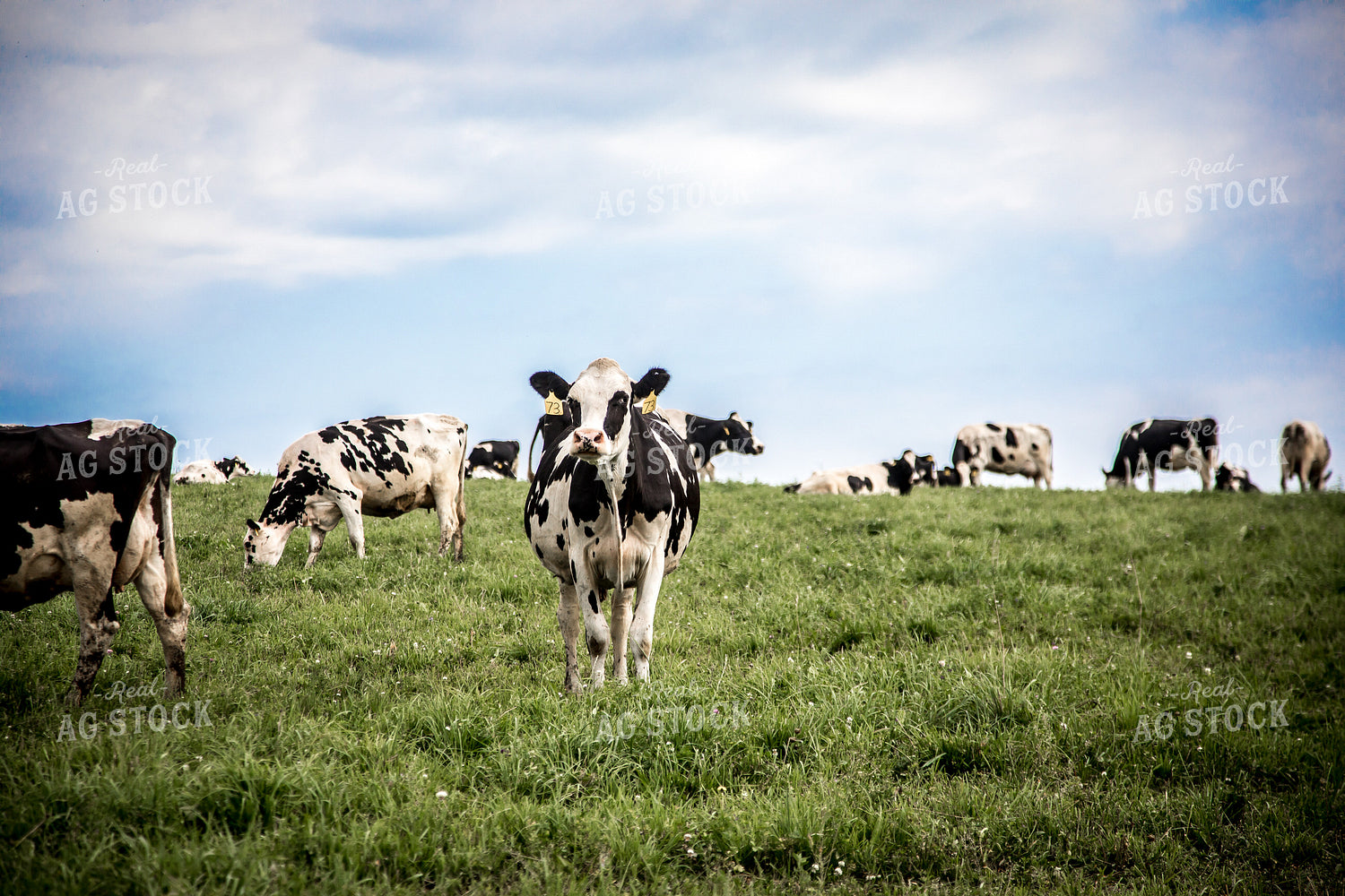 Holstein Cattle in Pasture 250104