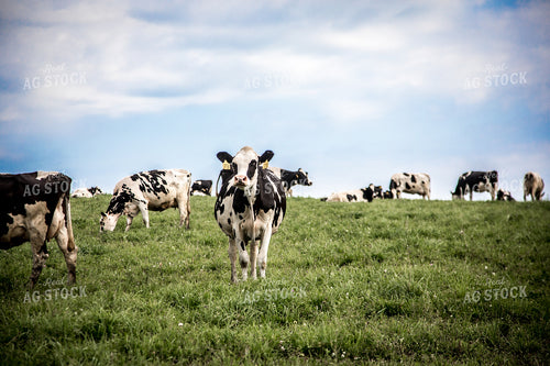 Holstein Cattle in Pasture 250104