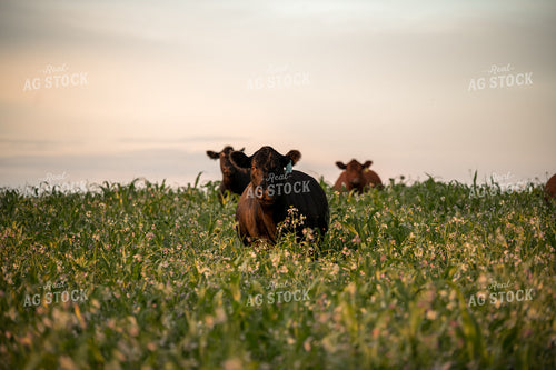 Cattle in Cover Crops 76438