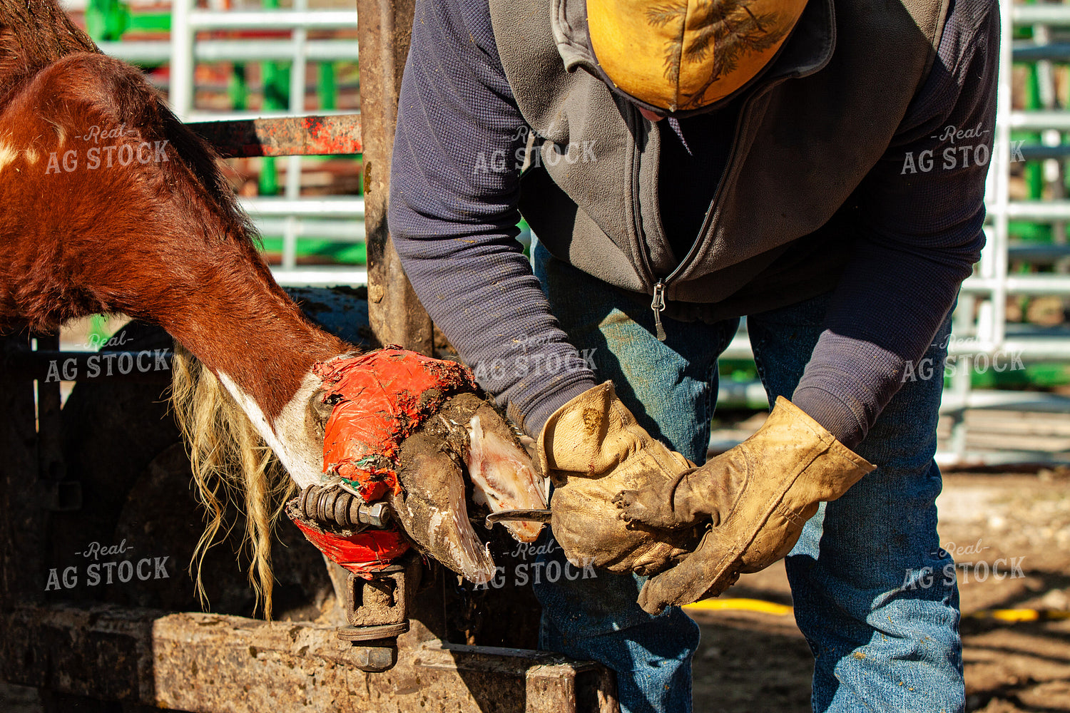 Trimming Hereford Cow Hoof 150052