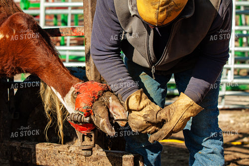 Trimming Hereford Cow Hoof 150052