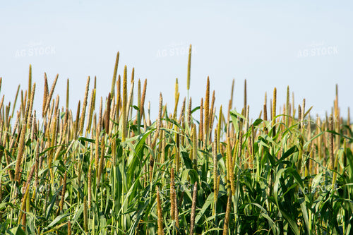 Midseason Mllet 156156