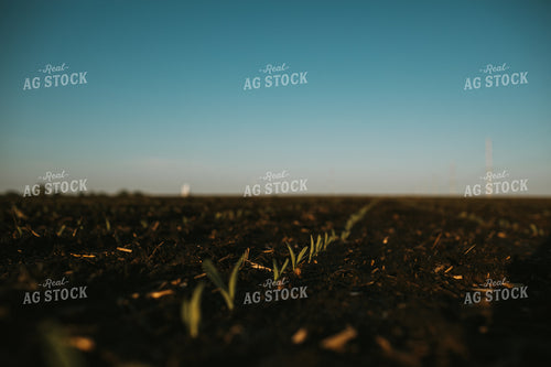 Stage V1 Corn in Dark, Wet Soil 4035