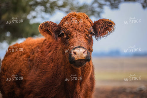 Cattle 160043