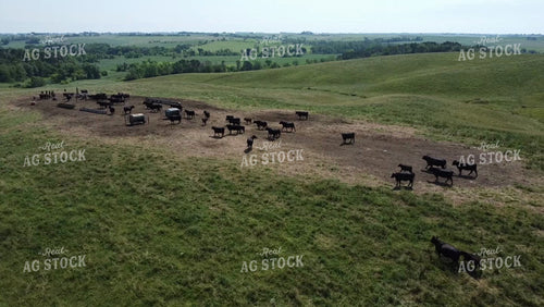 Cow Calf Pairs on Pasture 215060