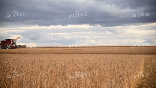 Harvesting Soybeans on Flat Ground - 493